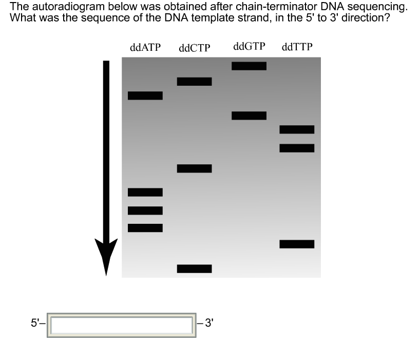 Solved The autoradiogram below was obtained after | Chegg.com