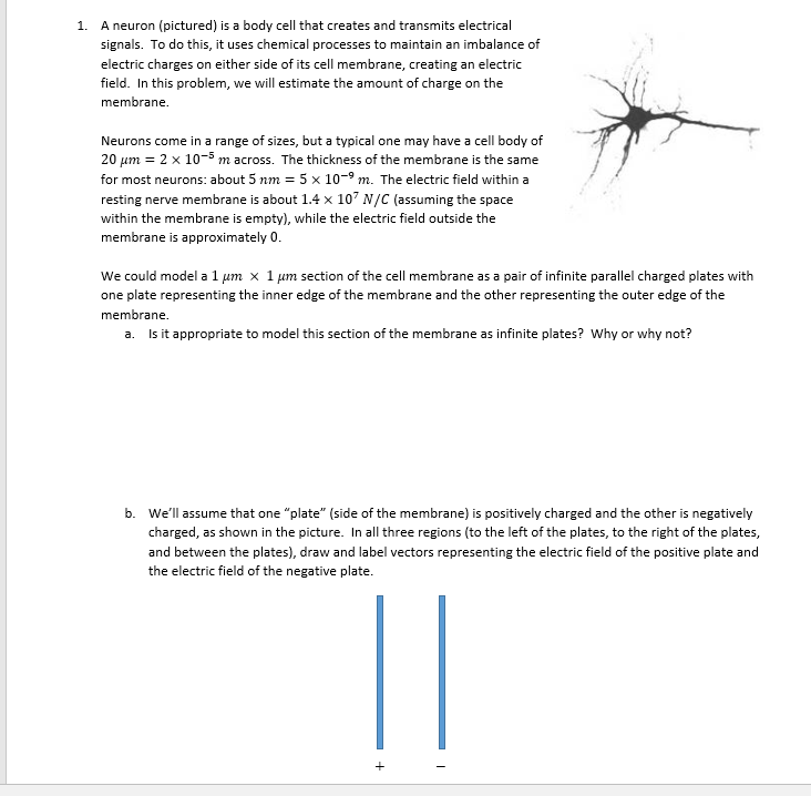 Solved A neuron (pictured) is a body cell that creates and | Chegg.com