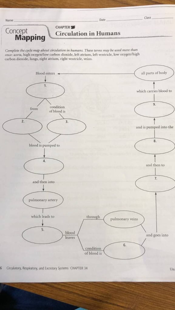 Solved Date Class Name Concept CHAPTER E Circulation in | Chegg.com