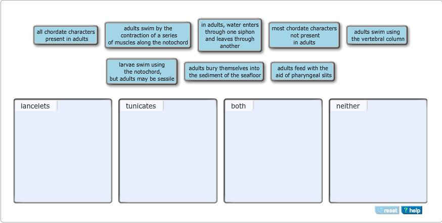 Solved Lancelets and tunicates are two groups of chordates. | Chegg.com