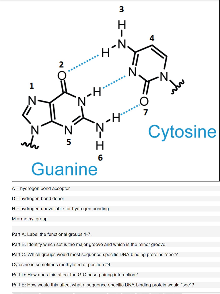 solved-a-hydrogen-bond-acceptor-d-hydrogen-bond-donor-chegg