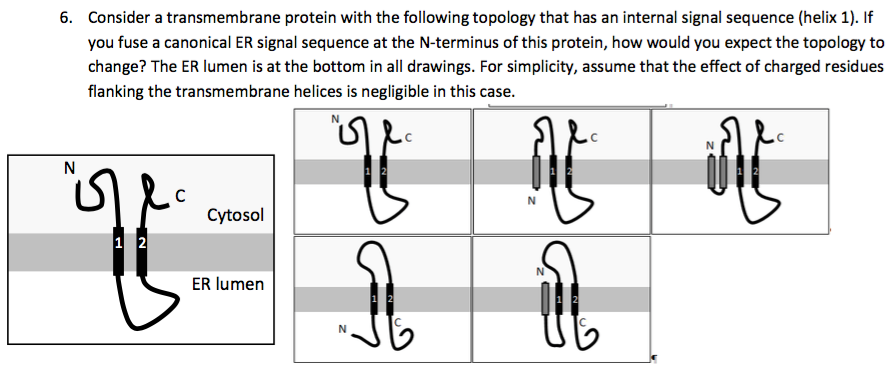 Solved Consider a transmembrane protein with the following | Chegg.com