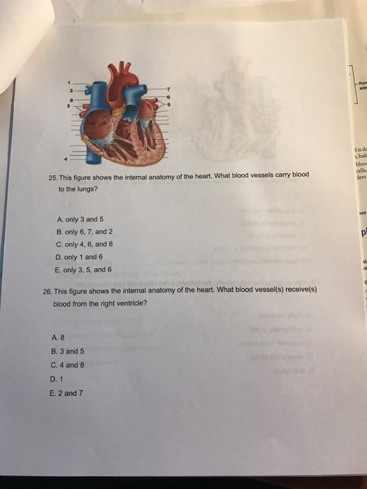 Solved e performs the work of the heart. 20. A, fibrous | Chegg.com