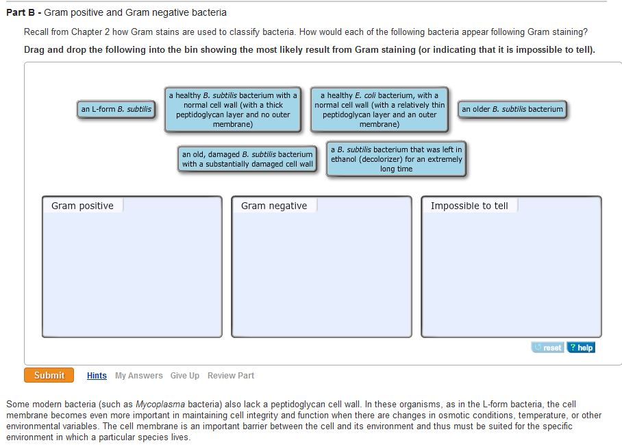 Solved Part B - Gram Positive And Gram Negative Bacteria | Chegg.com