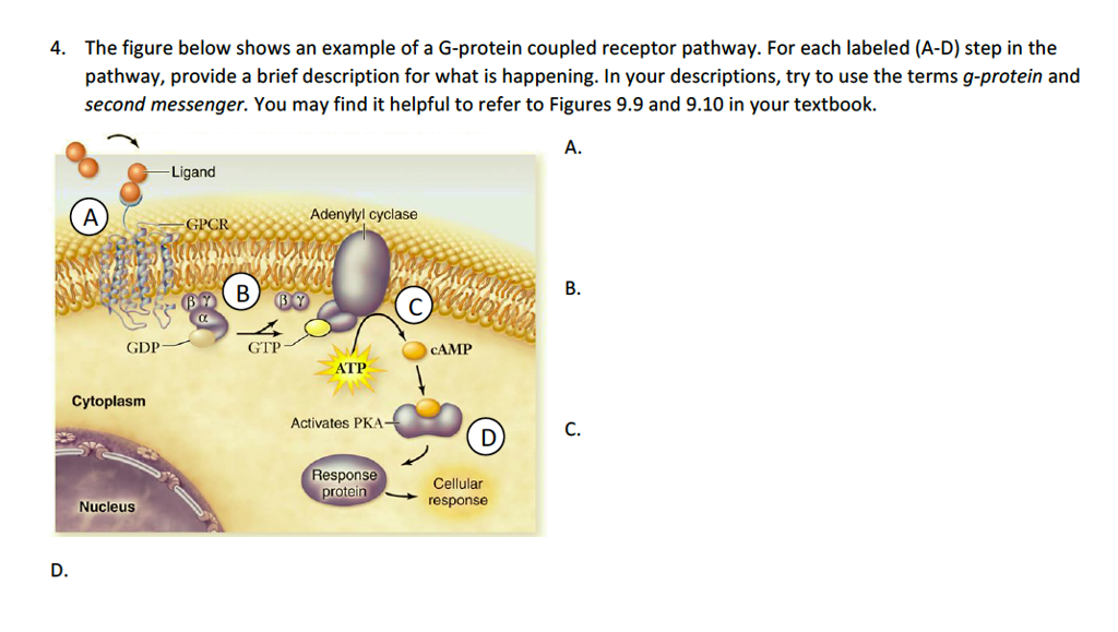 G Protein Coupled Receptors Steps