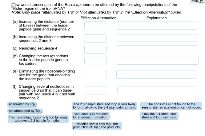 solved-would-transcription-of-the-e-coli-trp-operon-be-chegg