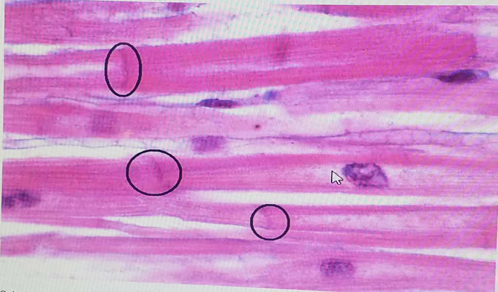 What is represented by the blue lines? Do