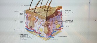 Solved 1) which part indicated a specialized sensory | Chegg.com