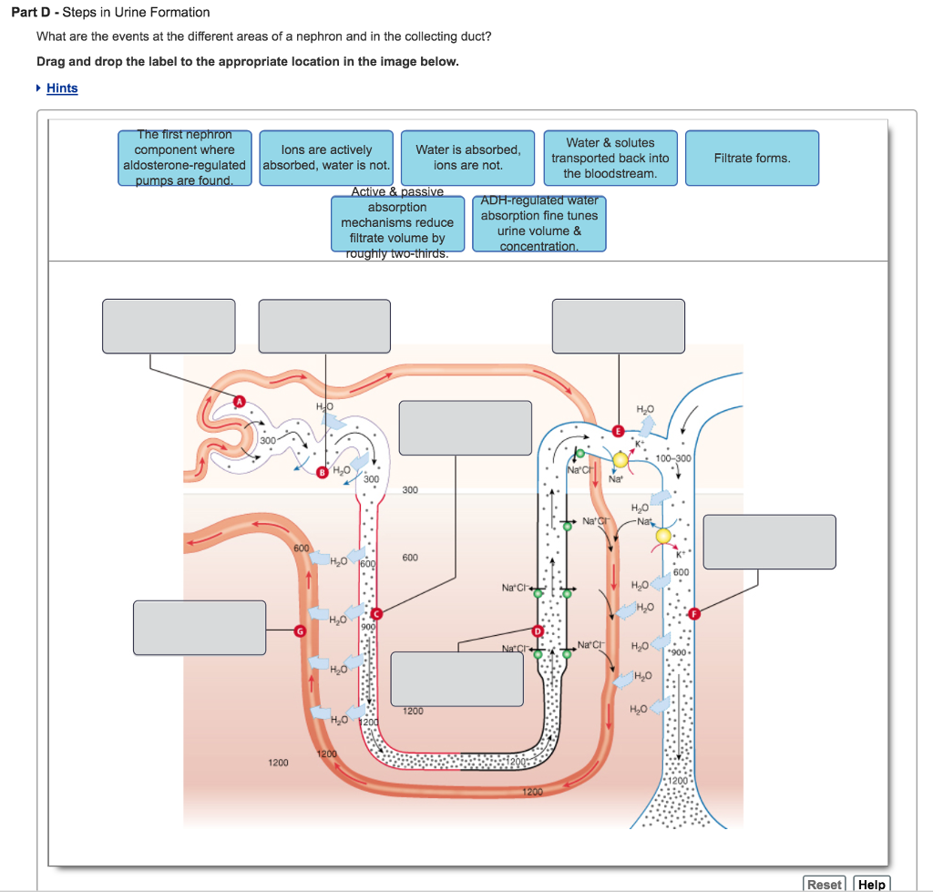 Solved Part D Steps in Urine Formation What are the events