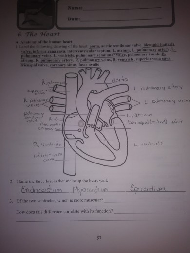 Solved Pre-Lab Name: 6. The Heart 1. The heart is located in | Chegg.com