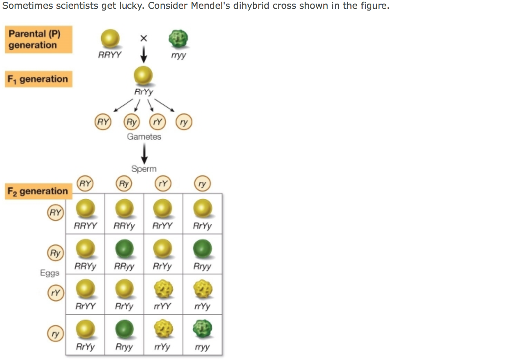 solved-sometimes-scientists-get-lucky-consider-mendel-s-chegg