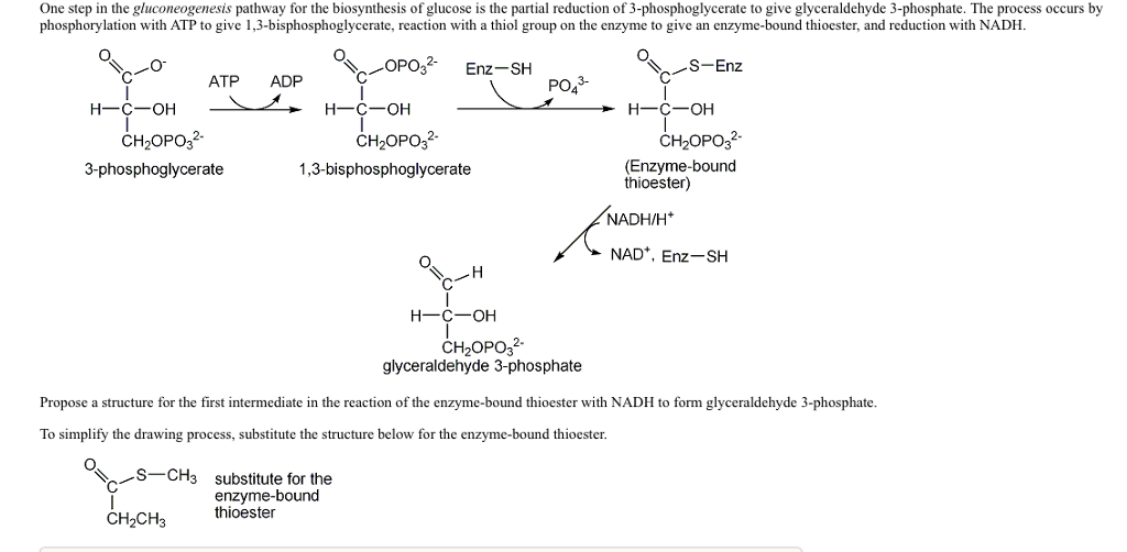 One step in the gluconeogenesis pathway for the | Chegg.com