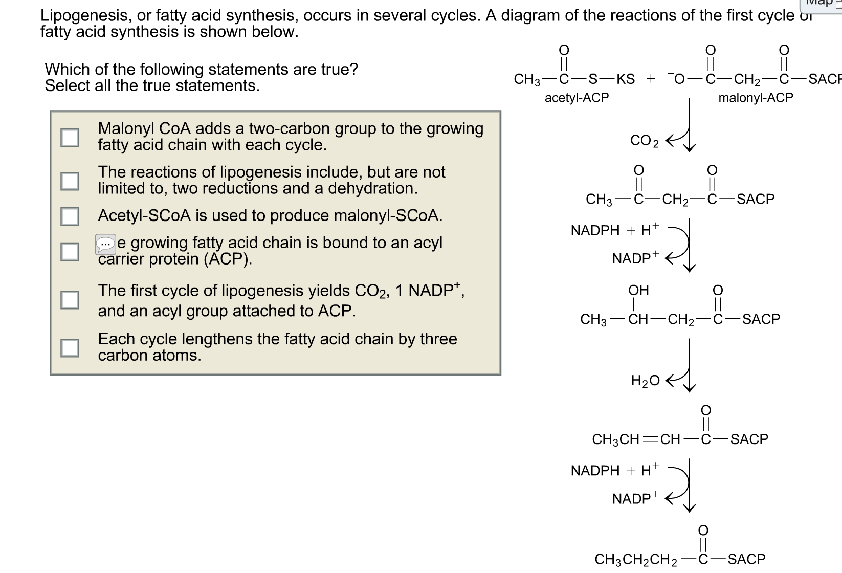 Липогенез. Липогенез биохимия реакции. Reactions of fatty acid Synthesis. Ход реакций липогенез. Липогенез формулы.