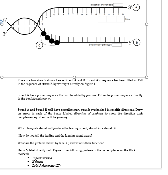 Solved 5' 3' There Are Two Strands Shown Here Strand A And | Chegg.com