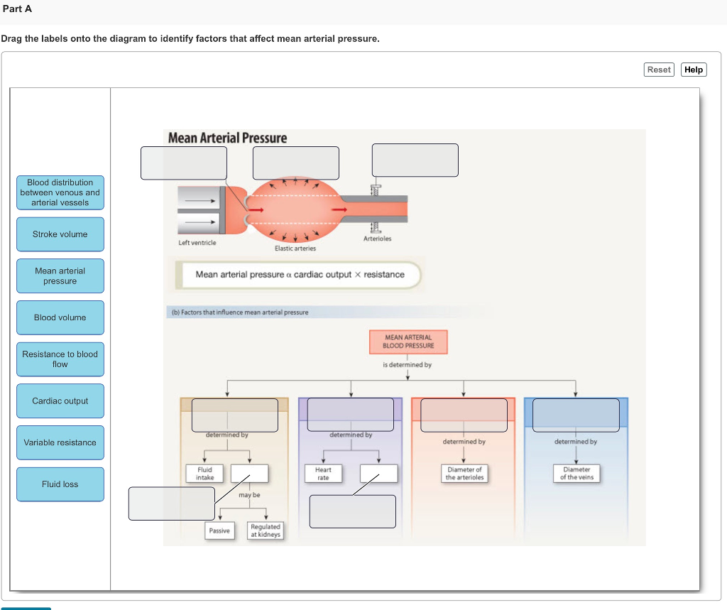 drag-the-labels-onto-the-diagram-to-identify-factors-that-affect-mean