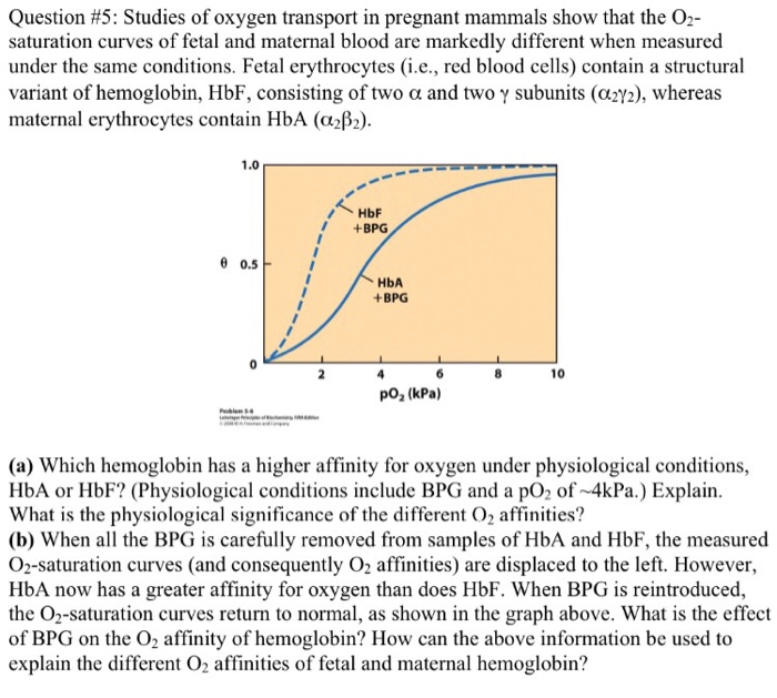 Solved Studies Of Oxygen Transport In Pregnant Mammals Show | Chegg.com