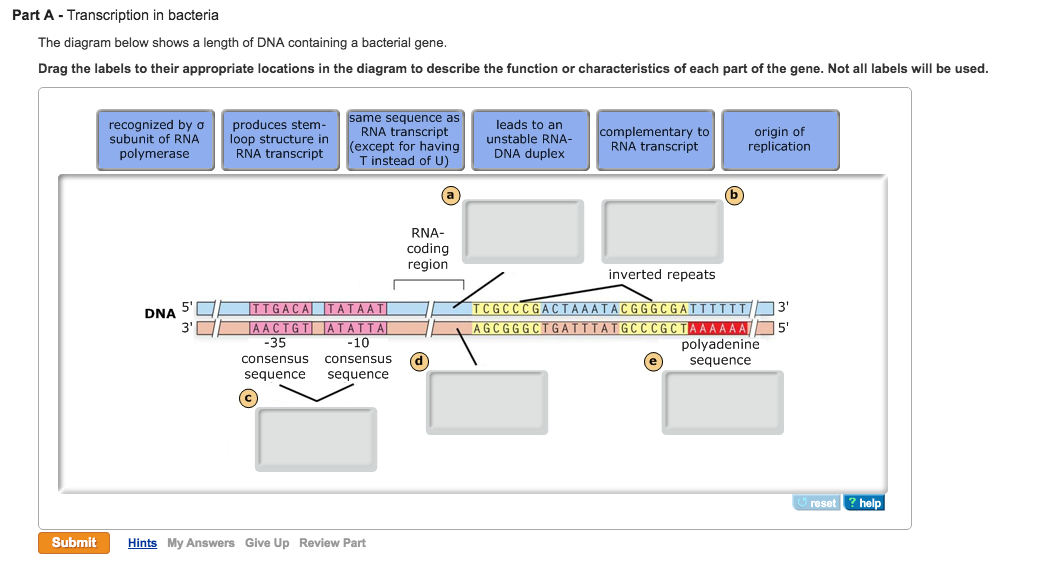 Solved: During Transcription, RNA Polymerase Synthesizes R... | Chegg.com