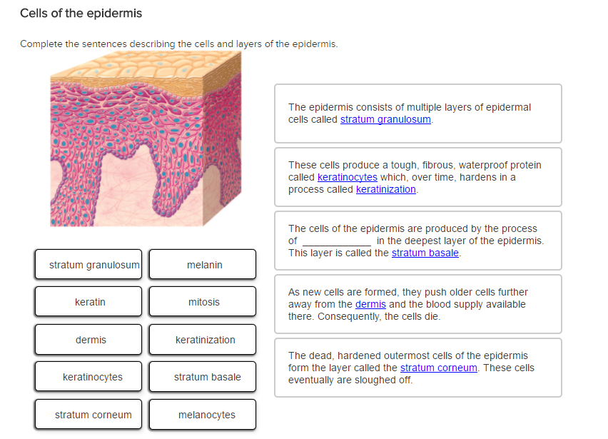 Solved Complete the sentences describing the cells and | Chegg.com