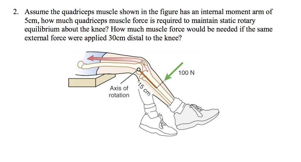 Solved Assume the quadriceps muscle shown in the figure has
