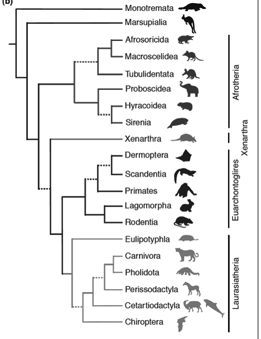 Solved: The Tree Shown Is A Cladogram Of A Sample From Va... | Chegg.com