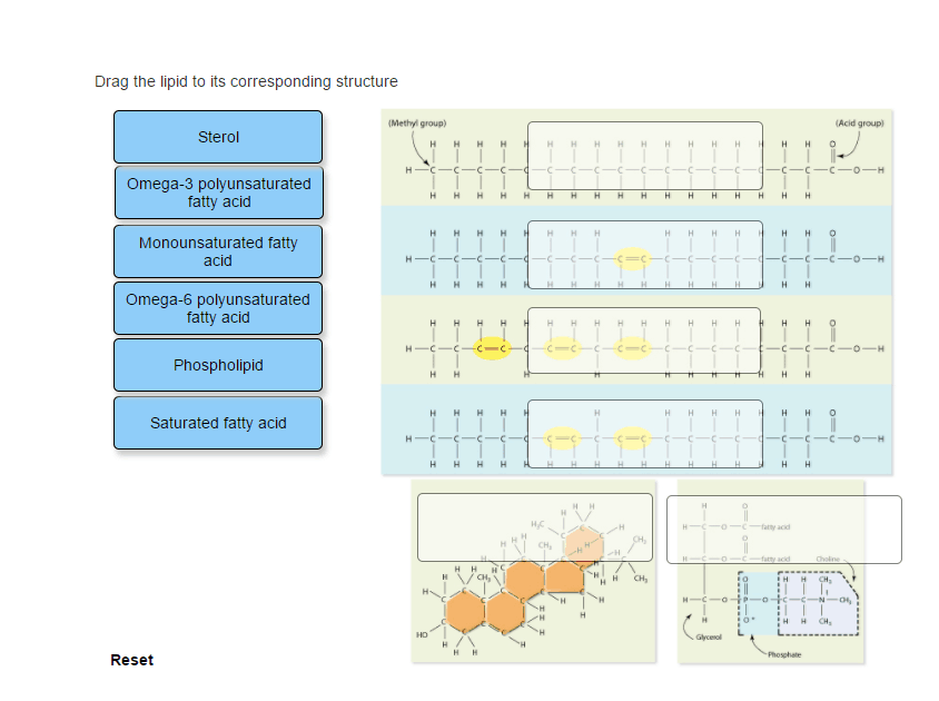 Solved Drag the lipid to its corresponding structure Sterol | Chegg.com
