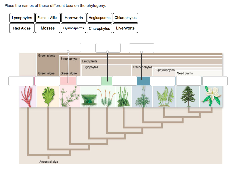 Solved Place the names of these different taxa on the | Chegg.com