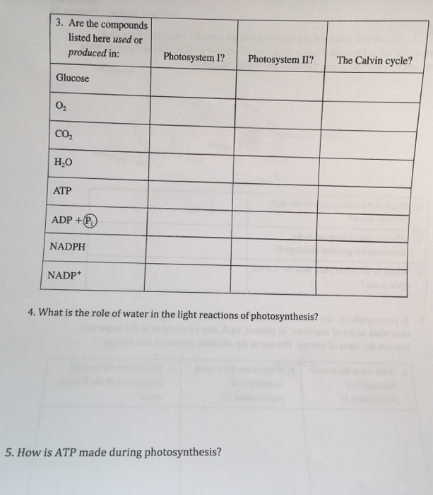 photosynthesis discussion questions