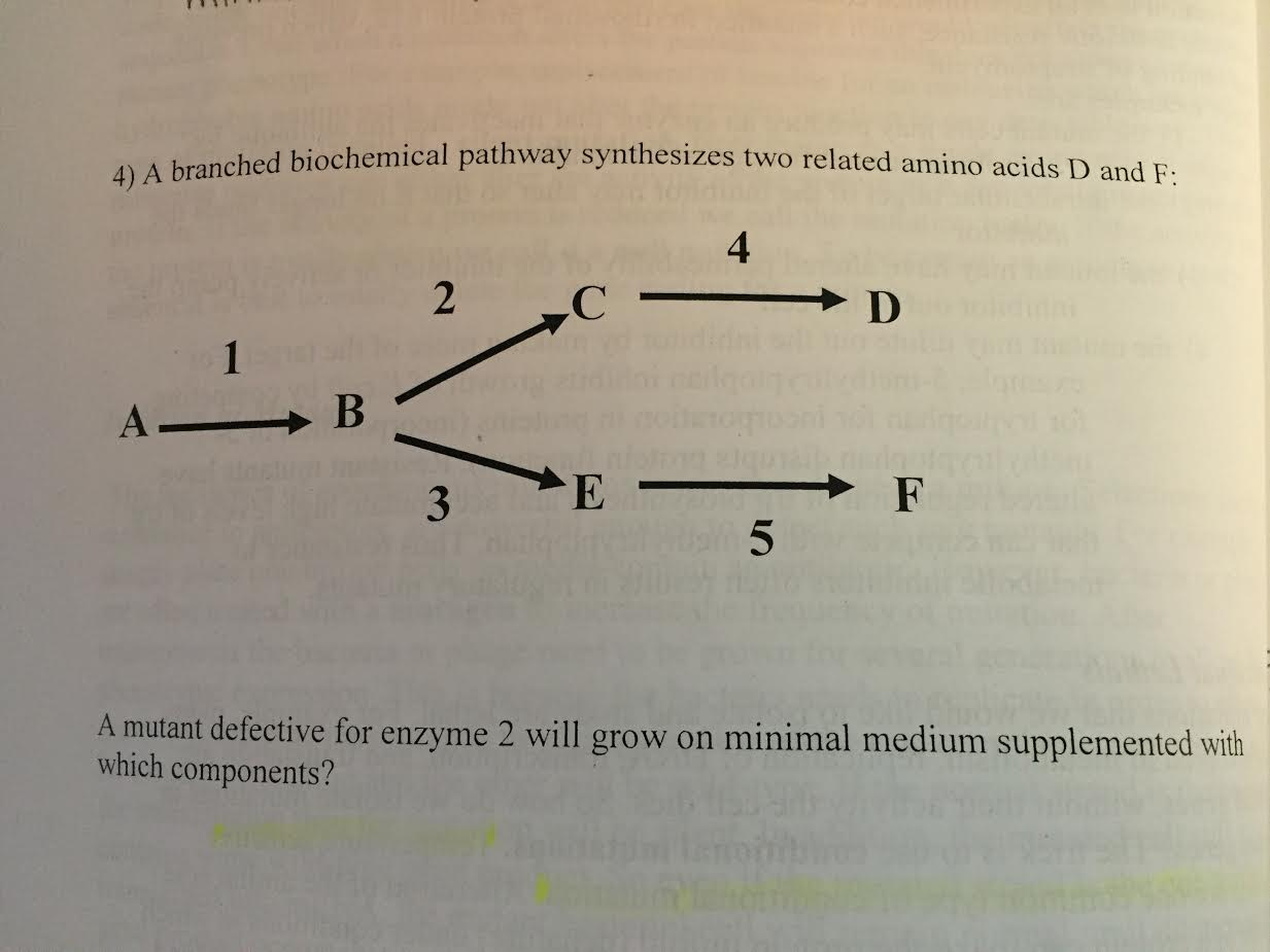 Solved 4) A branched biochemical pathway synthesizes t A | Chegg.com