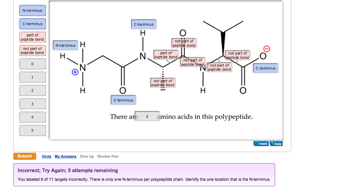 solved-a-protein-is-a-large-polypeptide-polypeptides-are-chegg