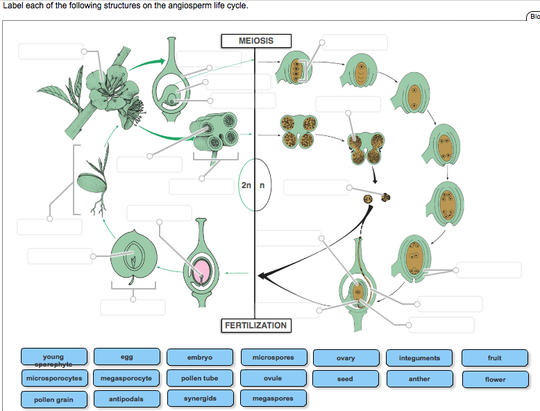 Solved: Label Each Of The Following Structures On The Angi... | Chegg.com