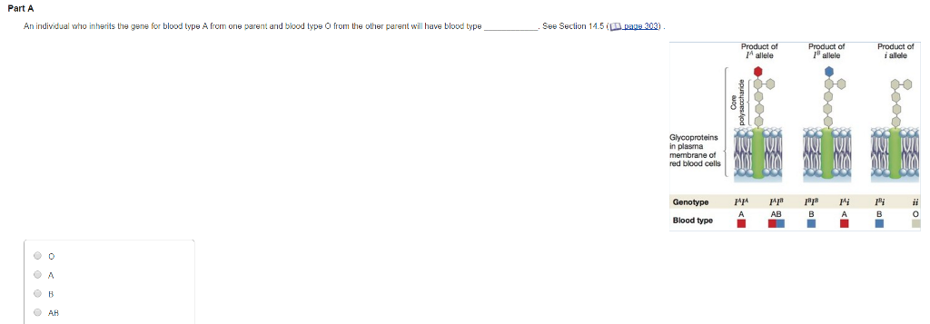 solved-an-individual-who-intents-the-gene-for-blood-type-a-chegg