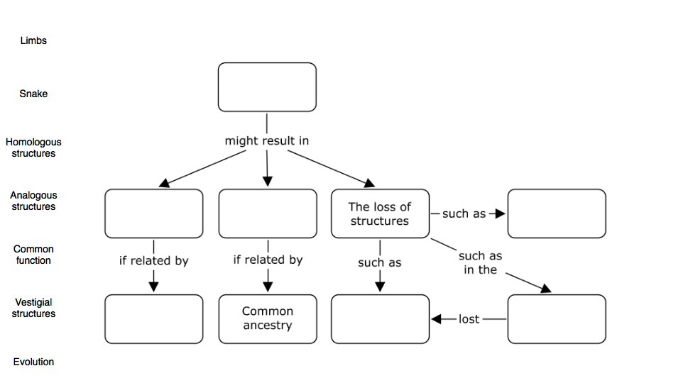 Solved Limbs Snake Homologous structures Analogous | Chegg.com