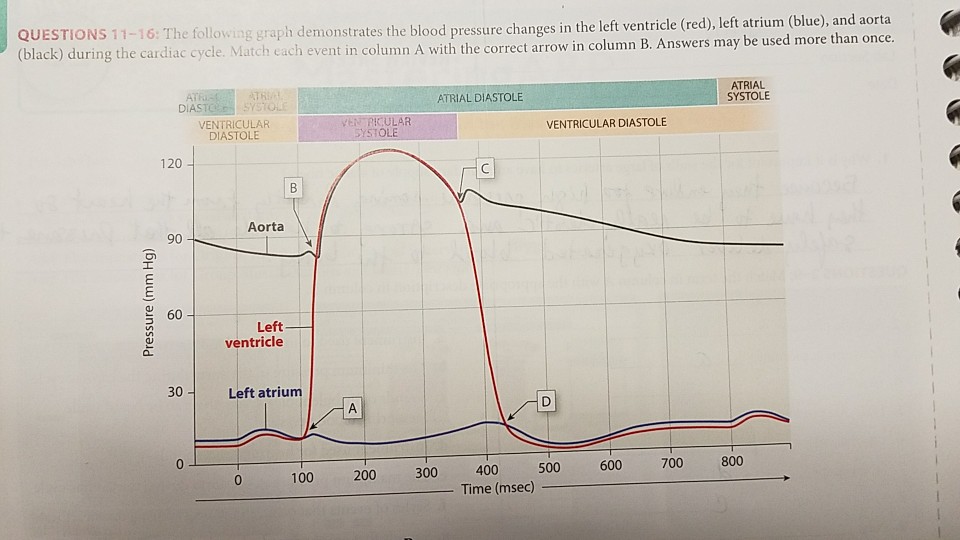 Solved The following graph demonstrates the blood pressure