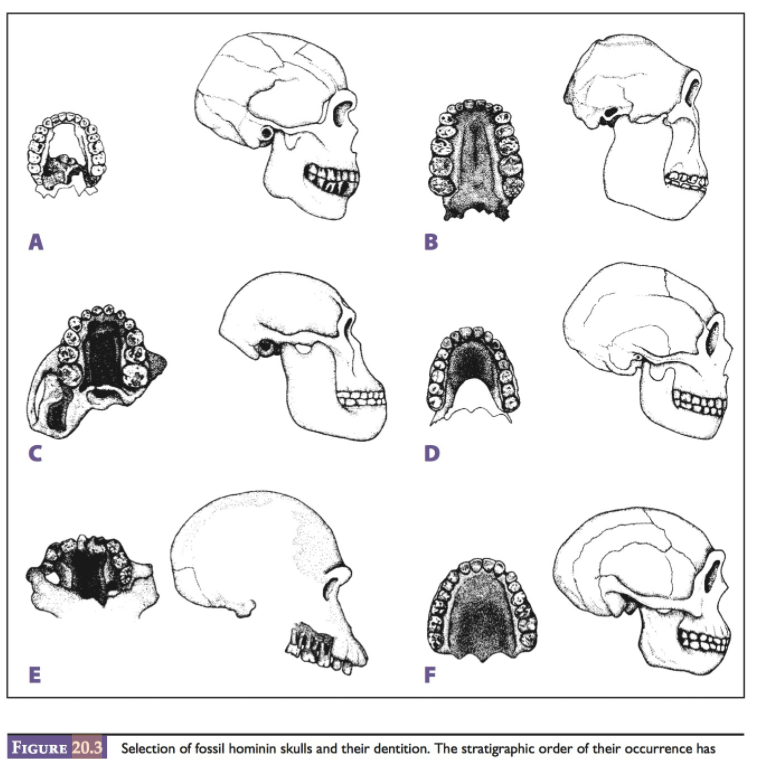 Solved FIGURE 20.3 Selection of fossil hominin skulls and | Chegg.com