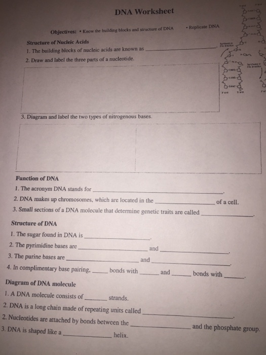 Solved The Building Blocks Of Nucleic Acids Are Known As
