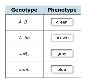 Solved In a species of the cat family, eye color can be | Chegg.com