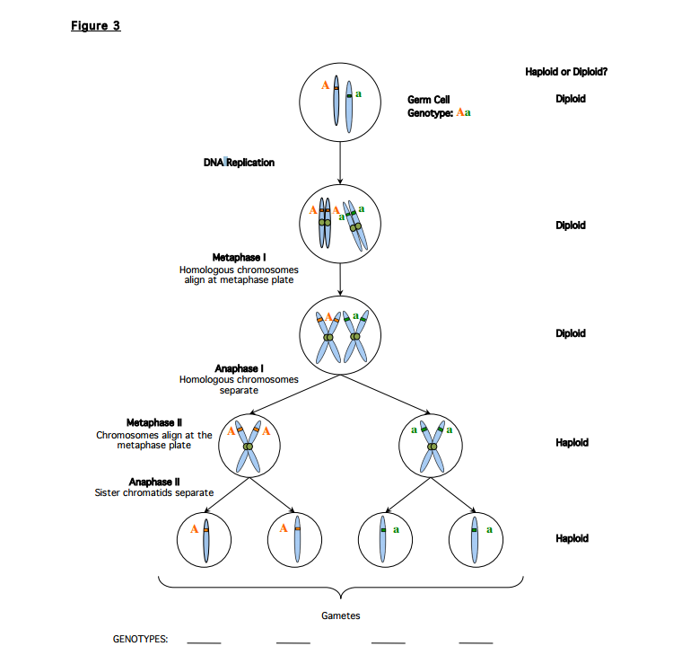 Solved 1. Possible 4 Genotypes? Use Figure 3 to answer | Chegg.com