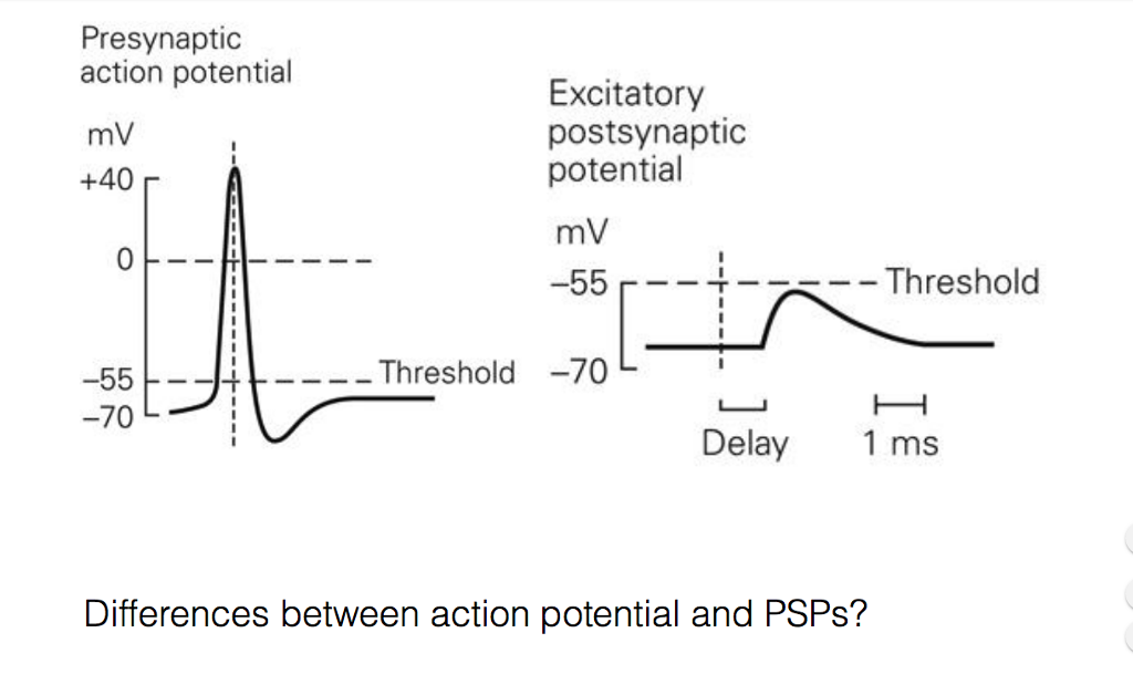 Solved Presynaptic action potential mV +40 Excitatory
