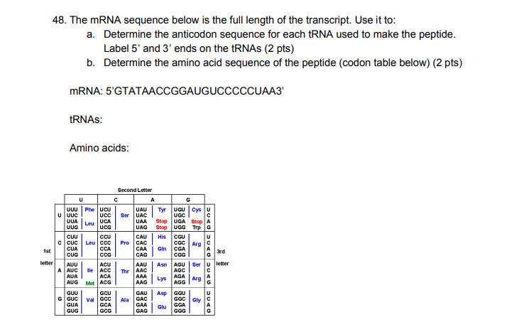 Solved 48. The mRNA sequence below is the full length of the | Chegg.com