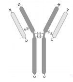 Solved Antibodies (see picture) have several disulfide | Chegg.com