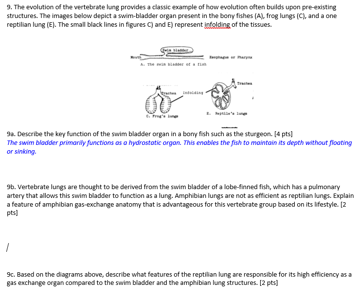 Solved 9. The evolution of the vertebrate lung provides a | Chegg.com