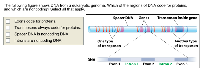 Solved DNA repair is necessary for normal gene function. | Chegg.com