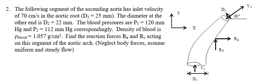 Solved The following segment of the ascending aorta has | Chegg.com