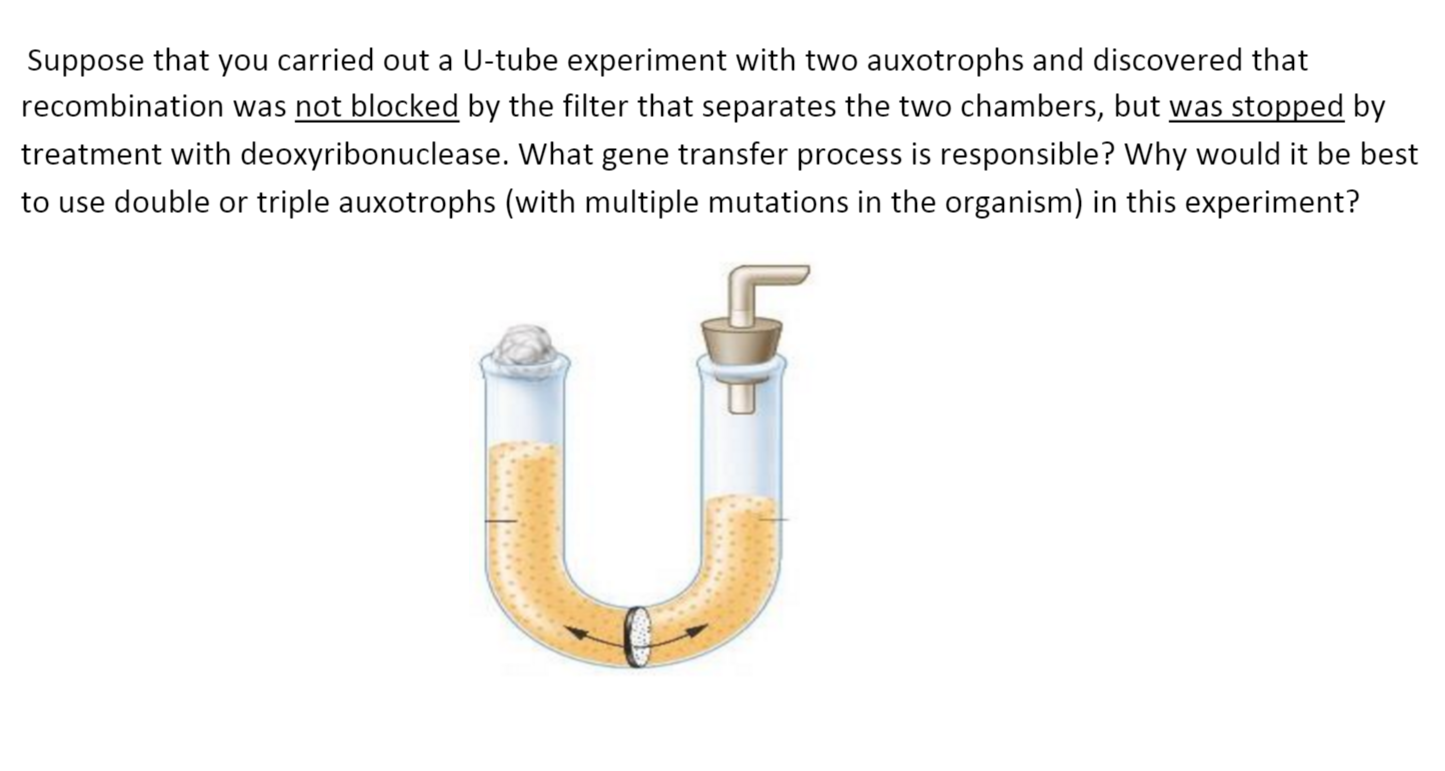 describe the u tube experiment