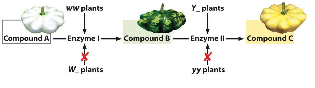 Solved The figure below illustrates epistasis in squash | Chegg.com