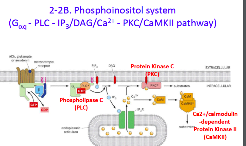 Solved 2-2B. Phosphoinositol system (Gaa- PLC - IP3/DAG/Ca2+ | Chegg.com