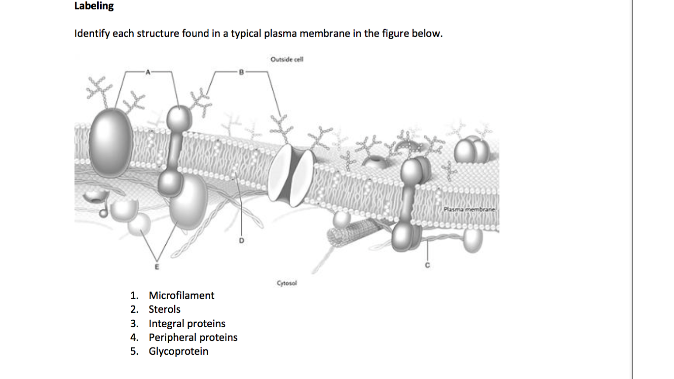 Solved Identify each structure found in a typical plasma | Chegg.com