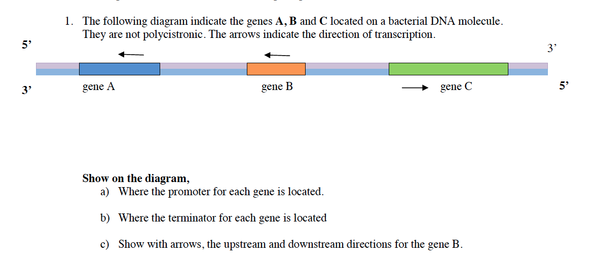 Solved 1. The Following Diagram Indicate The Genes A, B And | Chegg.com