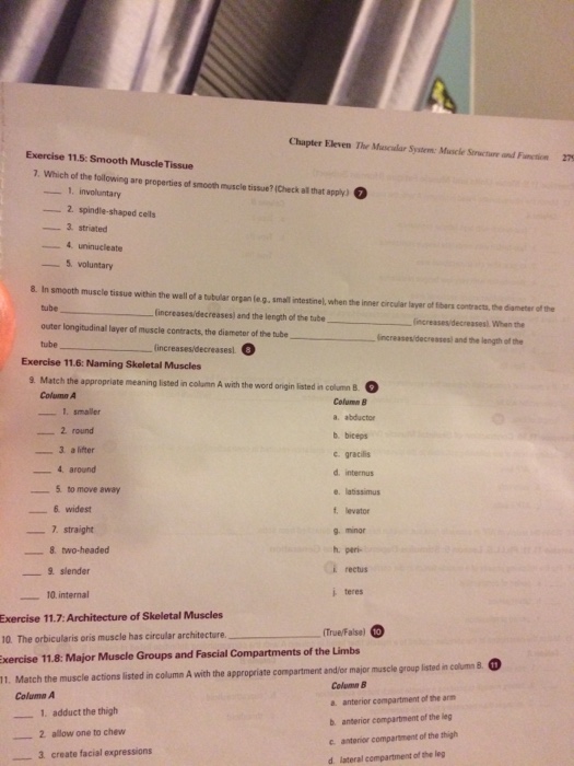 Solved Chapter Eleven The Muscalar system. Muscle smucture Chegg