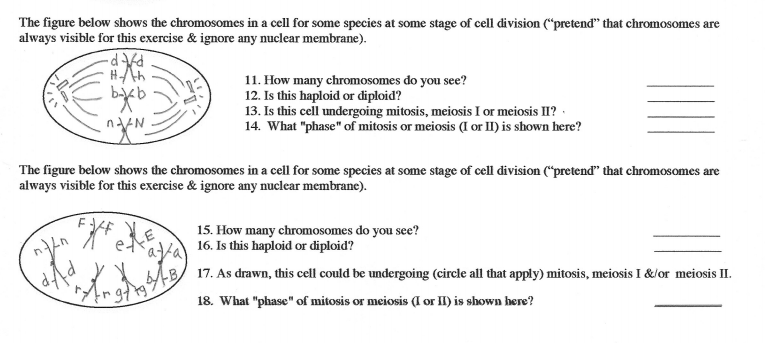 Solved The figure below shows the chromosomes in a cell for | Chegg.com